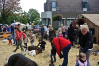 /album/fotogallerij/paardenmarkt-2014-063-medium-jpg/